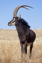 Sable antelope Royalty Free Stock Photo