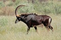 Sable antelope Royalty Free Stock Photo