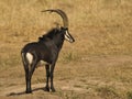 Sable antelope Royalty Free Stock Photo