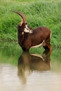 Sable antelope