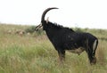 Sable Antelope Royalty Free Stock Photo