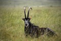 Sable antelope Africa in the grasslands Royalty Free Stock Photo