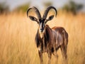 Sable antelope