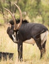 Sable Antelope Bull Royalty Free Stock Photo