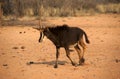 Sable antelope calf Royalty Free Stock Photo