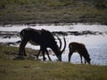 Sable antelope and calf drinking Royalty Free Stock Photo