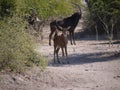 Sable antelope calf Royalty Free Stock Photo