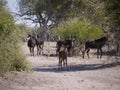 Sable antelope and calf Royalty Free Stock Photo