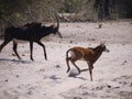 Sable antelope and calf Royalty Free Stock Photo