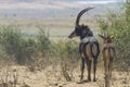 Sable antelope with calf Royalty Free Stock Photo