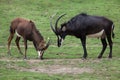 Sable antelope Hippotragus niger Royalty Free Stock Photo