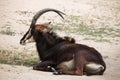 Sable antelope (Hippotragus niger), also known as the black ante