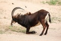 Sable antelope (Hippotragus niger), also known as the black ante Royalty Free Stock Photo