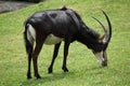 Sable antelope (Hippotragus niger)