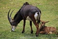 Sable antelope (Hippotragus niger) Royalty Free Stock Photo