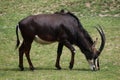 Sable antelope (Hippotragus niger) Royalty Free Stock Photo