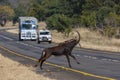 Sable Antelope Hippotragus niger crossing a road Royalty Free Stock Photo