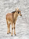 Sable Antelope (Hippotragus niger) Royalty Free Stock Photo