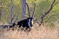 Sable antelope (Hippotragus niger)