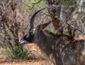 Sable antelope, Hippotragus niger, with magnificent horns, Namibia Royalty Free Stock Photo