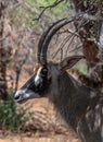 Sable antelope, Hippotragus niger, with magnificent horns, Namibia Kopie Royalty Free Stock Photo