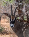 Sable antelope, Hippotragus niger, with magnificent horns, Namibia Kopie Royalty Free Stock Photo