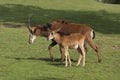 Sable Antelope, hippotragus niger, Mother with Calf Royalty Free Stock Photo
