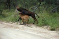 Sable Antelope, hippotragus niger, Mother with Calf crossing Trail, South Africa Royalty Free Stock Photo