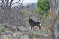 Sable antelope,Hippotragus niger, national park Moremi, Botswana