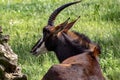 sable antelope, Hippotragus niger, is one of the elegant antelopes with massive horns