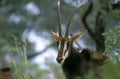 Sable Antelope, hippotragus niger, Portrait of Female, South Africa