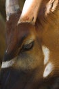 Sable Antelope (Hippotragus niger roosevelti ) Royalty Free Stock Photo
