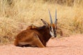 Sable antelope, Hippotragus niger, savanna antelope found in Botswana in Africa. Detail portrait of antelope, head with big ears