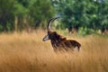 Sable antelope, Hippotragus niger, savanna antelope found in Botswana in Africa. Detail portrait of antelope, head with big ears Royalty Free Stock Photo