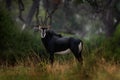 Sable antelope, Hippotragus niger, savanna antelope found in Botswana in Africa. Okavango delta antelope. Detail portrait of