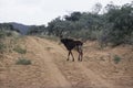 Sable antelope