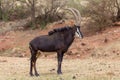 Sable antelope Kruger national Park Royalty Free Stock Photo