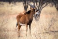 Sable antelope at kruger national park Royalty Free Stock Photo