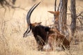 Sable antelope at kruger national park Royalty Free Stock Photo