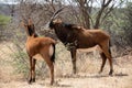 Sable antelope at kruger national park Royalty Free Stock Photo