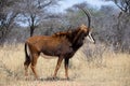 Sable antelope at kruger national park Royalty Free Stock Photo