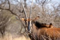 Sable antelope at kruger national park Royalty Free Stock Photo