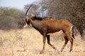 Sable antelope at kruger national park Royalty Free Stock Photo