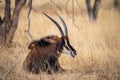 Sable antelope at kruger national park Royalty Free Stock Photo