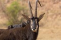 Sable antelope kruger national park South Africa Royalty Free Stock Photo