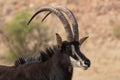 Sable antelope kruger national park South Africa Royalty Free Stock Photo