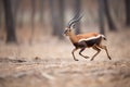 sable antelope in mid-stride while running Royalty Free Stock Photo