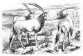 Sable antelope Oryx leucoryx / Antique engraved illustration from Brockhaus Konversations-Lexikon 1908 Royalty Free Stock Photo