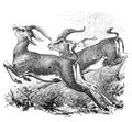 Sable antelope Oryx leucoryx / Antique engraved illustration from Brockhaus Konversations-Lexikon 1908