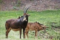 Sable antelope portrait
